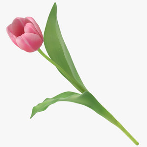 tulip pink - model