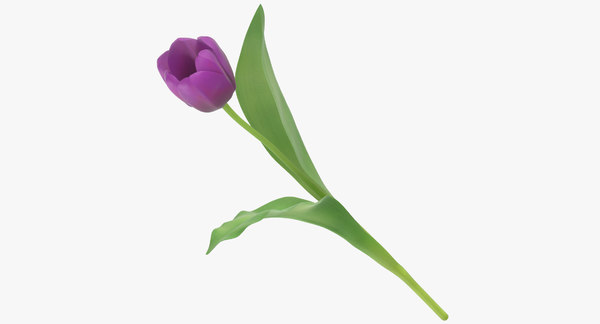チューリップ 紫3dモデル Turbosquid
