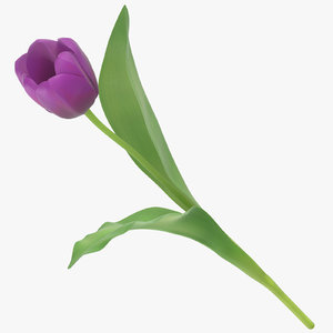 3D tulips purple -