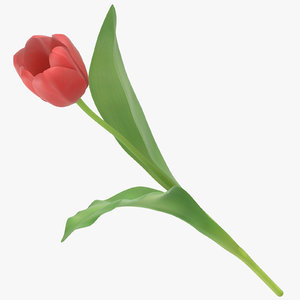 tulips red - 3D model