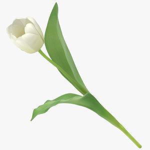 tulips white - 3D