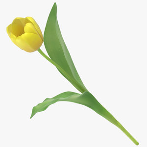 3D tulips yellow - model