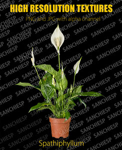 Spathiphyllum