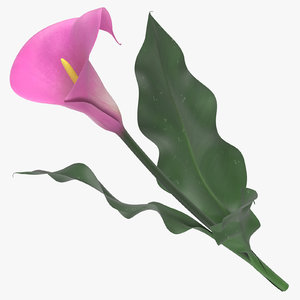zantedeschia pink - 3D model