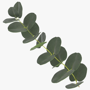 eucalyptus 3D model