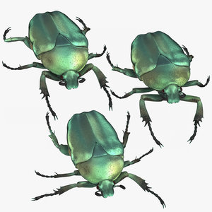 3D green scarab beetle poses