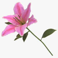 Lily modeled petal model - TurboSquid 1150205