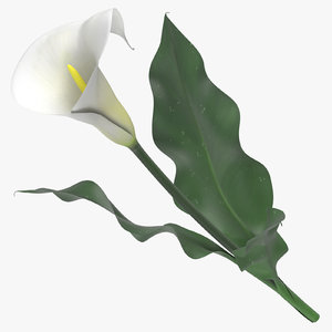 zantedeschia white - 3D