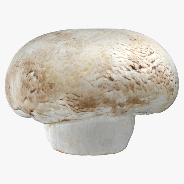 3d model white button mushroom 01
