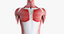 3D model female anatomy organs
