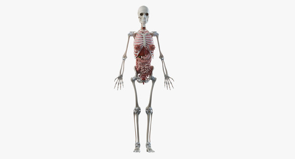 3D model female anatomy organs - TurboSquid 1379614