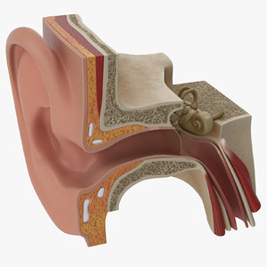 ear anatomy 3D model