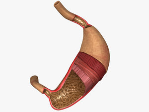 3D stomach biologically model