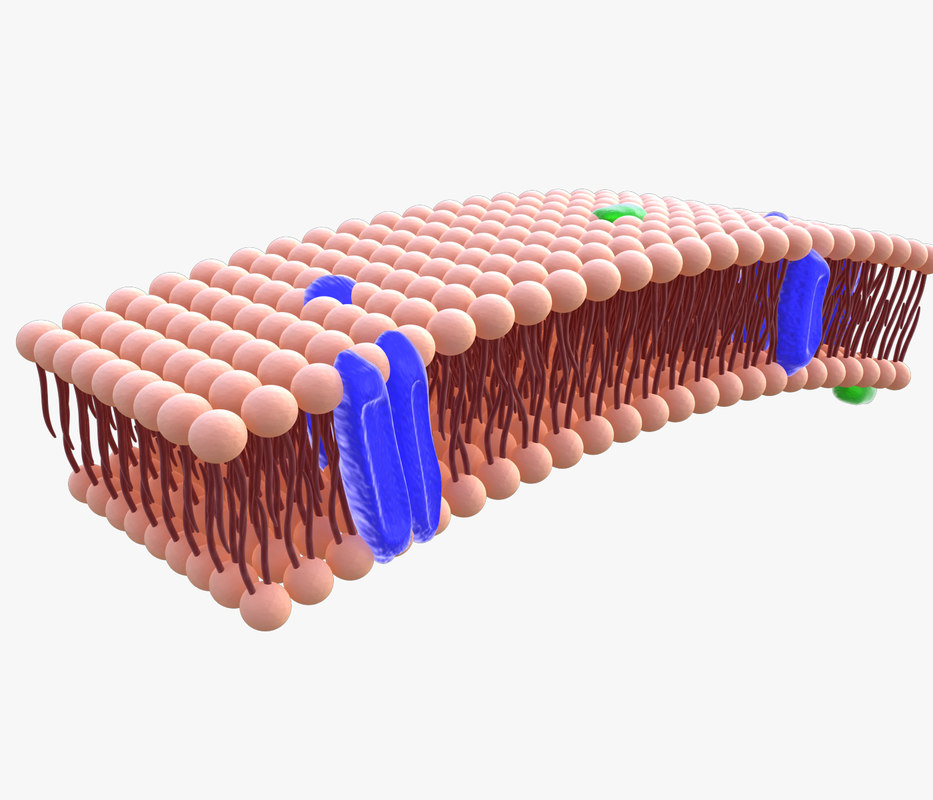 Phospholipid cell membrane  animation 3D  model  TurboSquid 