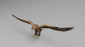 3D model eagle rigged animations