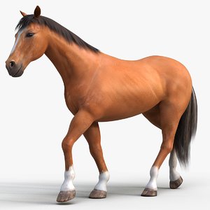 3D brown horse rig