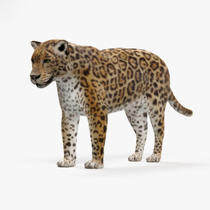 mammal animal nature 3D model