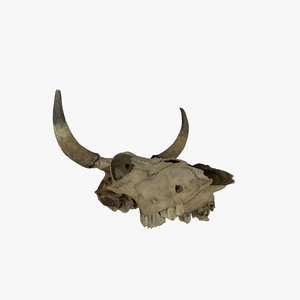 cow skull 3D model