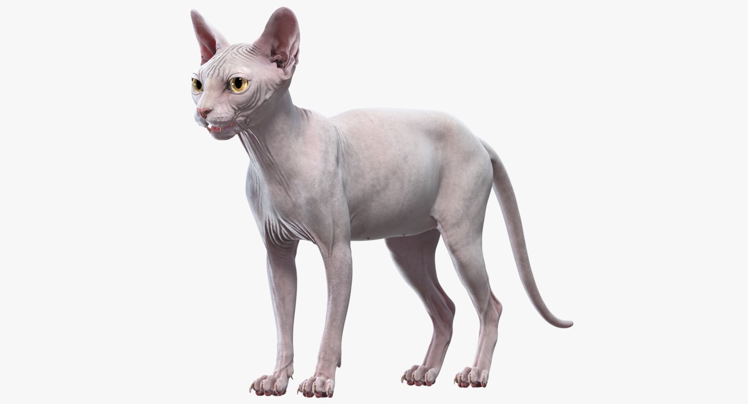 Sphynx cat 3D model TurboSquid 1400148