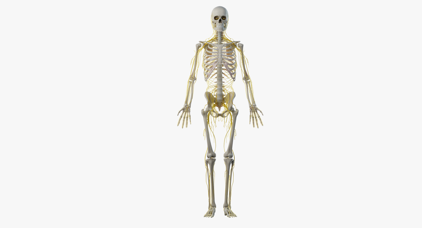 3D male skin skeleton nerves model - TurboSquid 1374701
