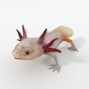 3D axolotl