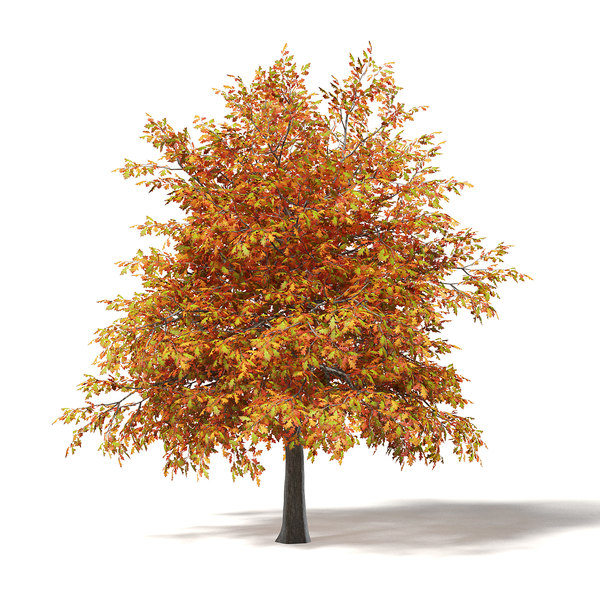 3D common oak