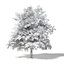 3D common oak