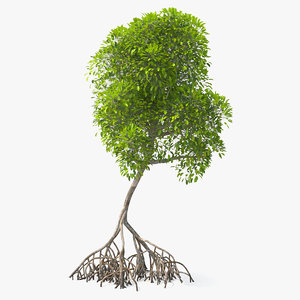 3D mangrove shrub