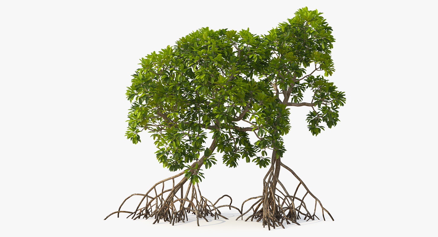 3D mangrove trees model - TurboSquid 1400534