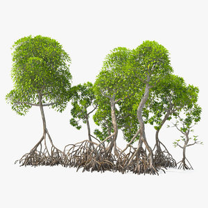 mangrove tree shrub 3D model