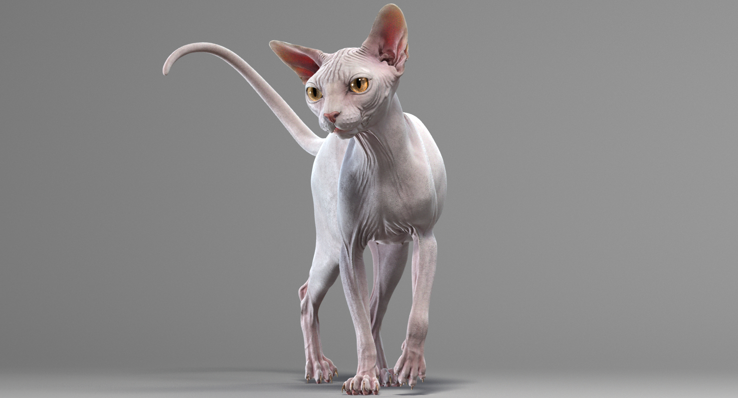 sphynx cat 3d model