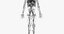 3D male skin skeleton vascular