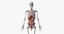 male skin skeleton organs 3D model