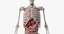 male skin skeleton organs 3D model