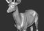3D roe deer capreolus