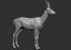 3D roe deer capreolus