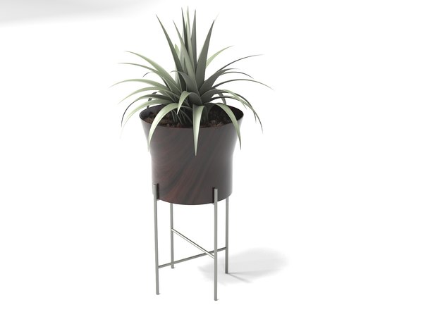 Remember Your First How To Trim Tall Succulents Lesson? I've Bought Some Information...