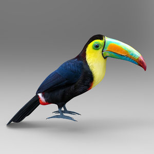 keel toucan model