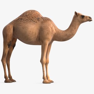 camel 2 3D model