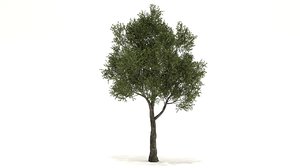 3D model rosegum tree