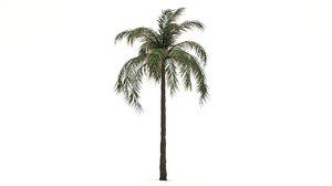 queen palm tree 3D