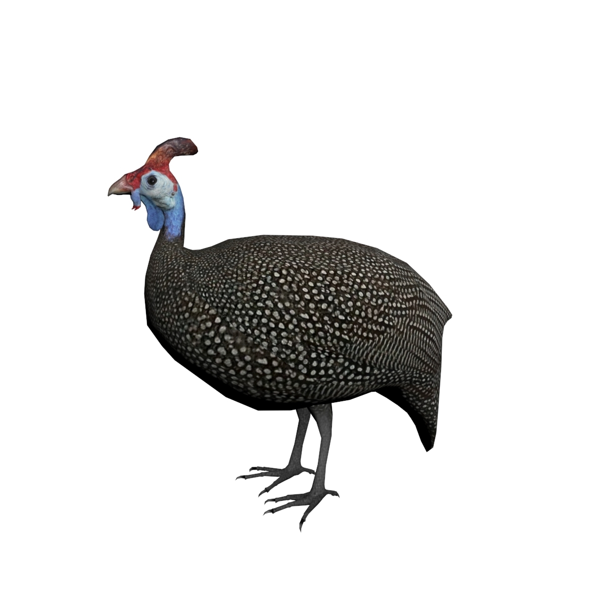 guineafowl 3d
