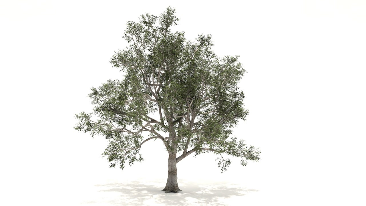 Sycamore Tree 3d Turbosquid