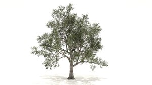 sycamore tree 3D