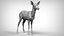 fawn deer 3D model