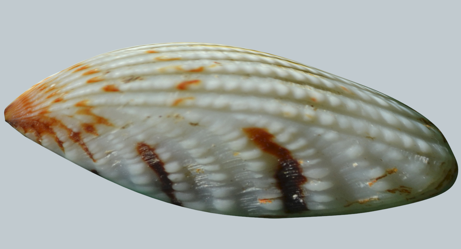 Clam shell 3D model - TurboSquid 1401445