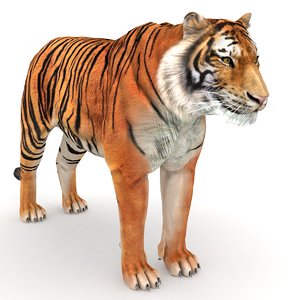 3D model tiger