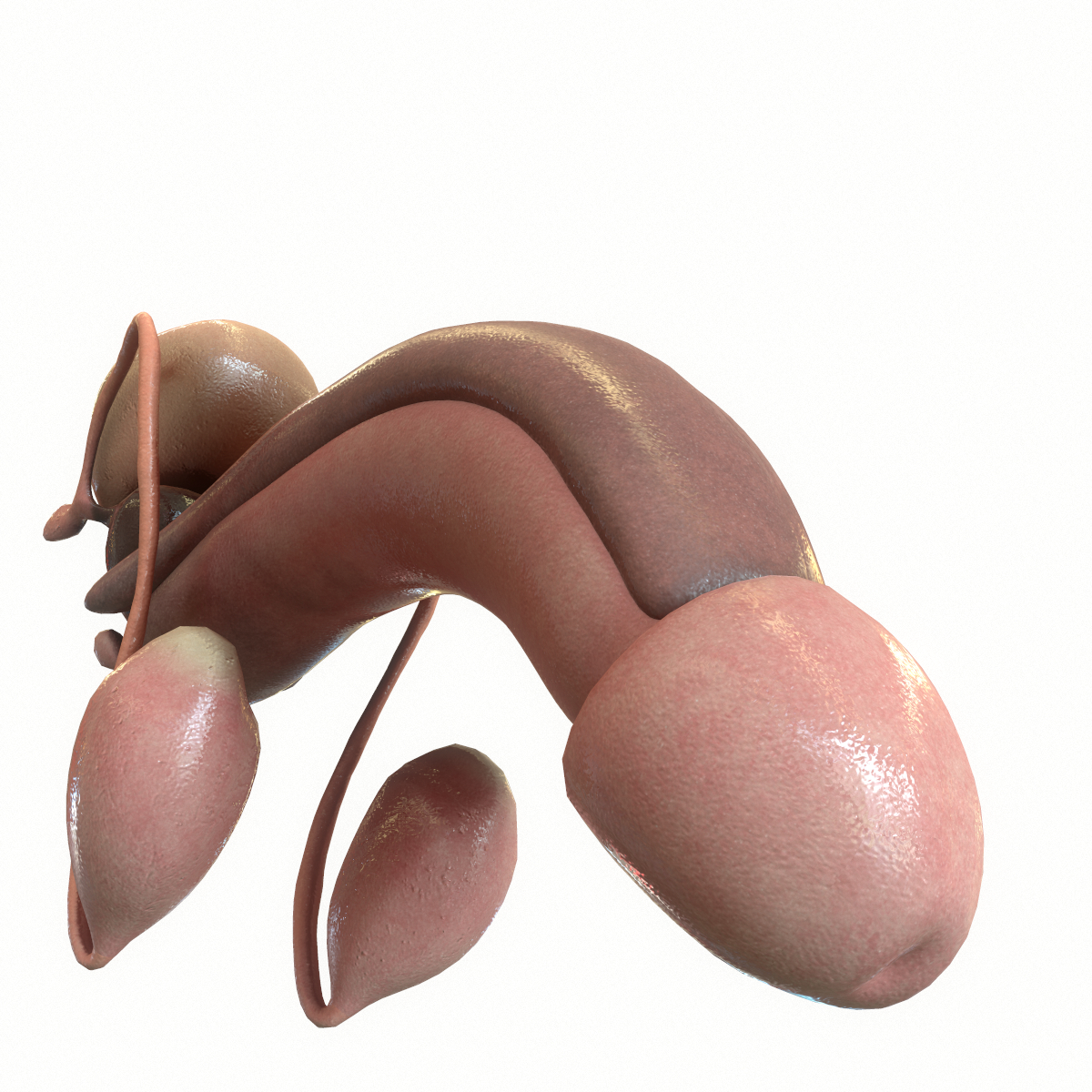 男性生殖系统3d模型