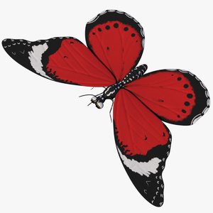 3D model rigged butterfly animate
