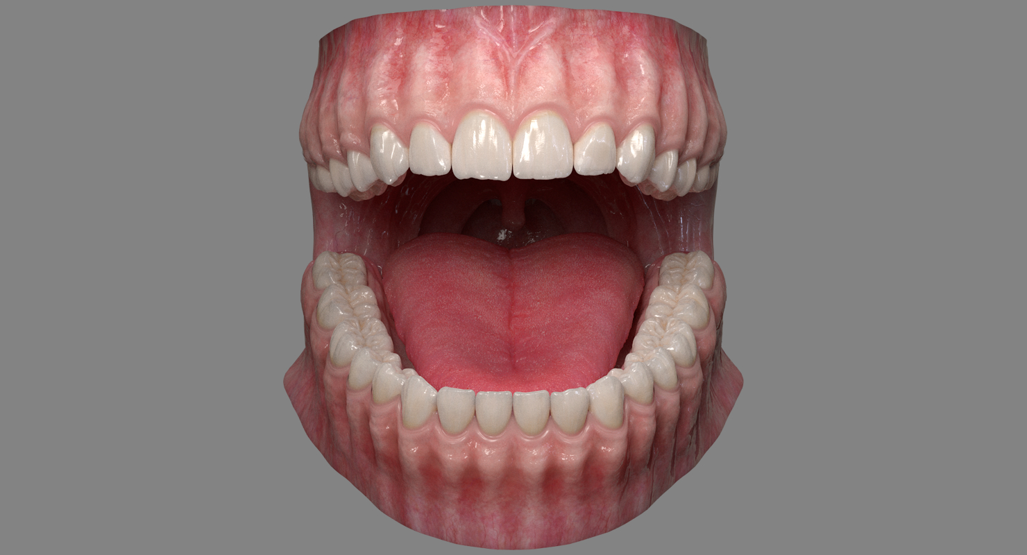 牙龈牙齿和舌头的牙科模型3d模型